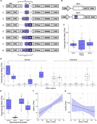 Optimized OPA1 Isoforms 1 and 7 Provide Therapeutic Benefit in Models of Mitochondrial Dysfunction